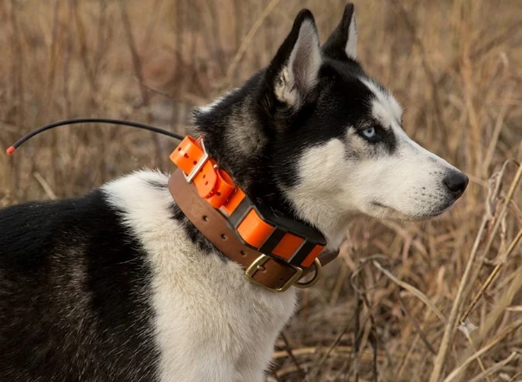 GPS Tracker Collar www.bolabulu.com_
